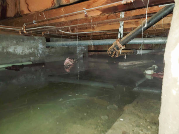 Best Basement water damage restoration  in Southport, CT